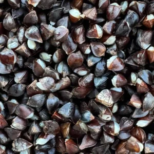 Procarpparticles buckwheat